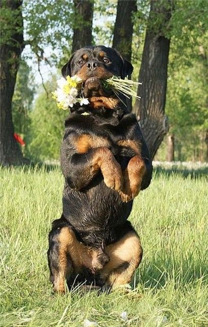 Chó Rottweiler (Rotti)