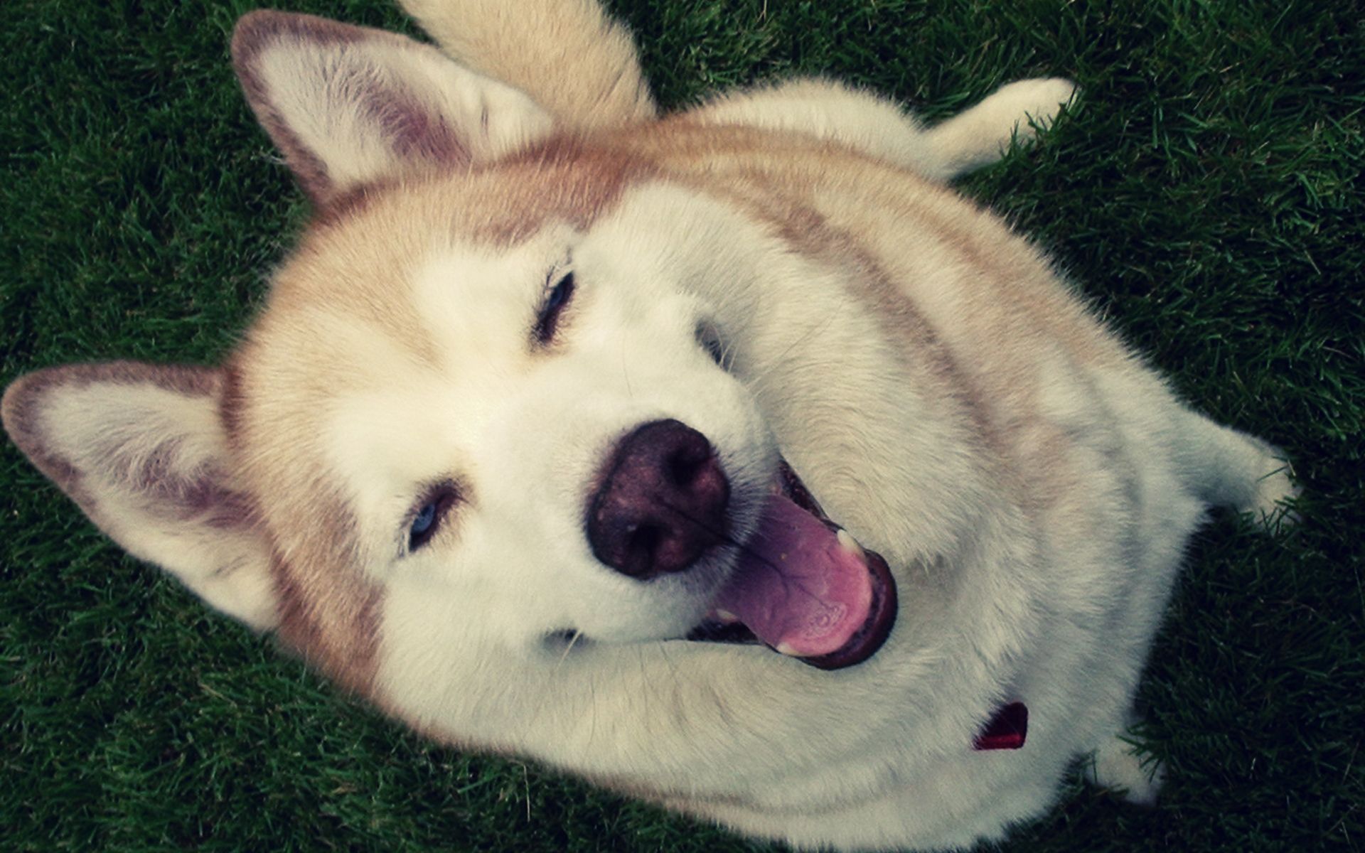 15 bức ảnh chứng minh chó Husky là thánh biểu cảm của năm