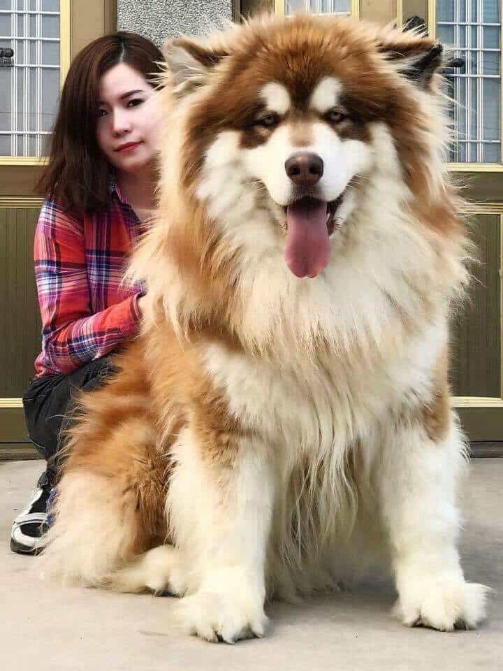 chó alaskan giant