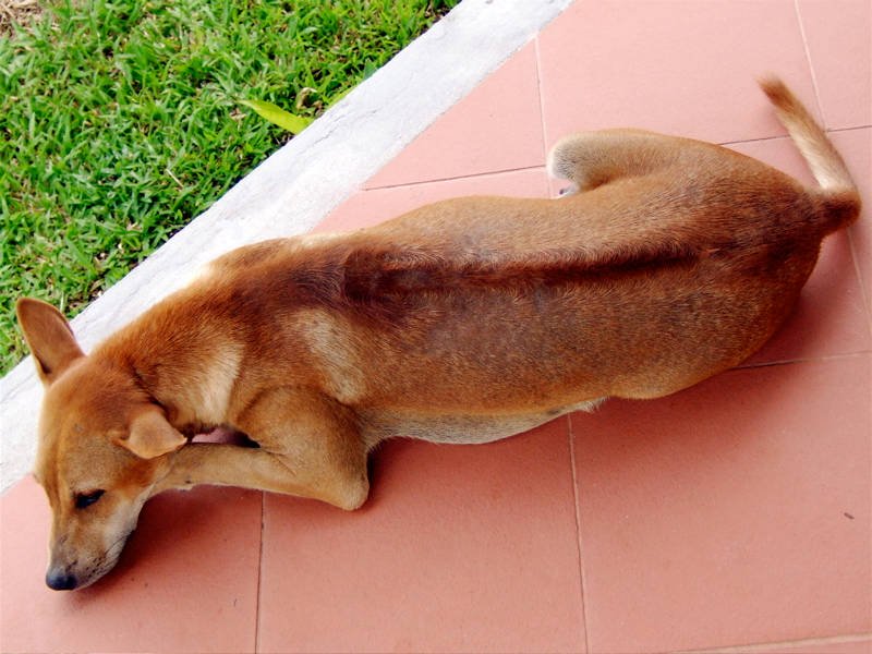 Chó Phú Quốc