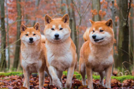 shiba inu , quốc khuyển , chó mặt cười