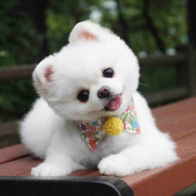 chó phốc sóc