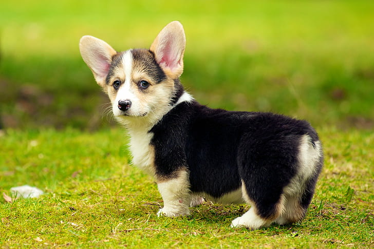 chó Corgi