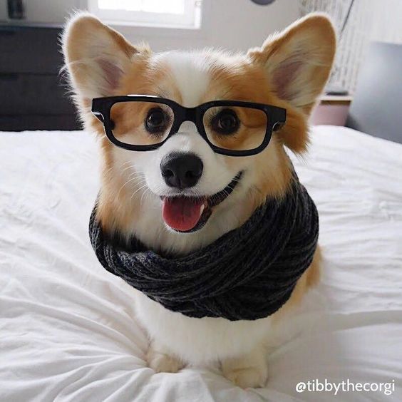 chó Corgi