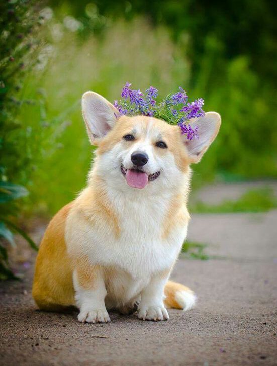 chó Corgi