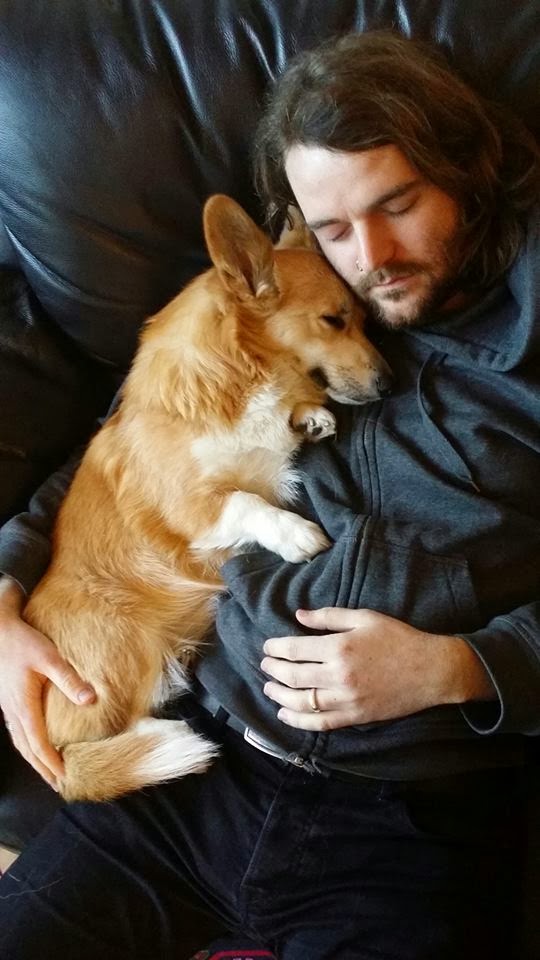 chó Corgi