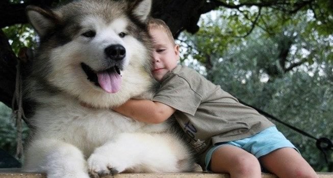 Hơn 63.600 Chó Husky Bức ảnh ảnh, hình chụp & hình ảnh trả phí bản quyền  một lần sẵn có - iStock