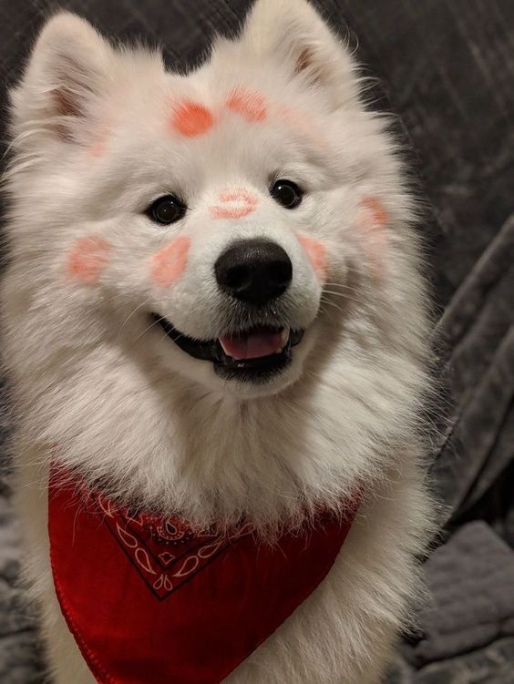 chó Samoyed