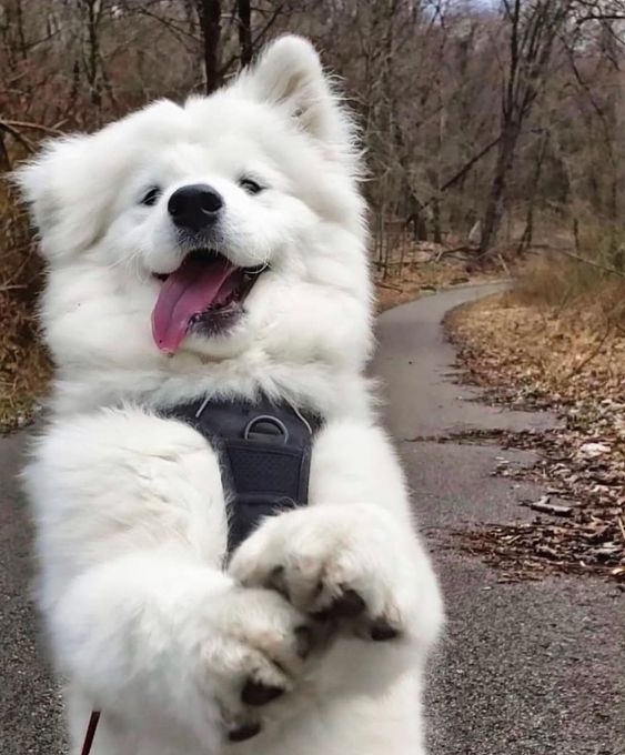 chó Samoyed