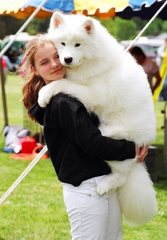 chó Samoyed