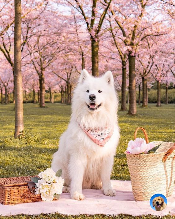 chó Samoyed