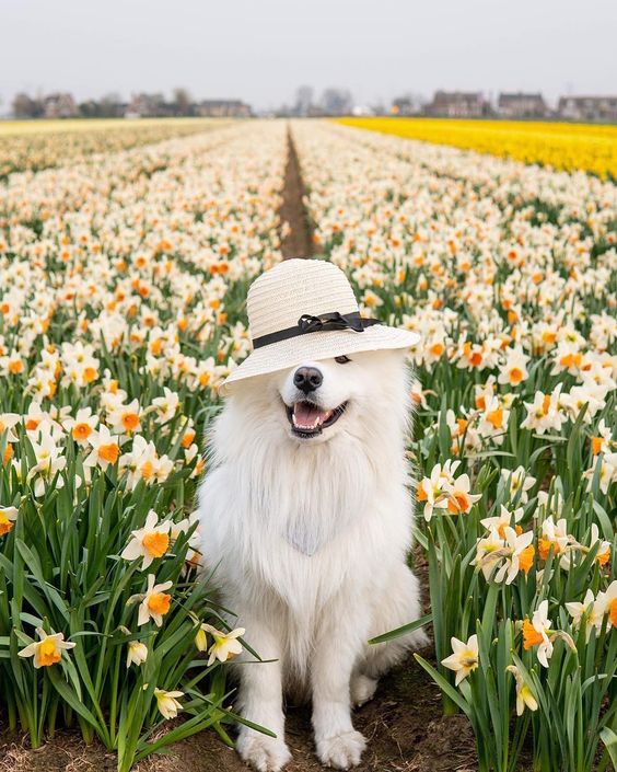 chó Samoyed