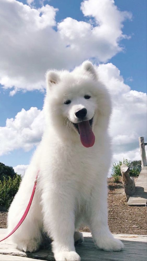 chó Samoyed