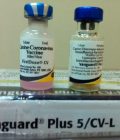 Vaccine cho chó 7 bệnh Vanguard Plus 5/CV-L