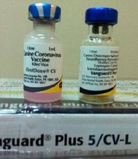 Vaccine cho chó 7 bệnh Vanguard Plus 5/CV-L