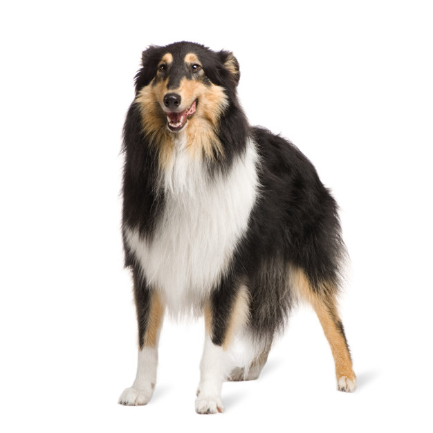 Rough Collie