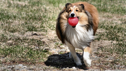 Rough Collie