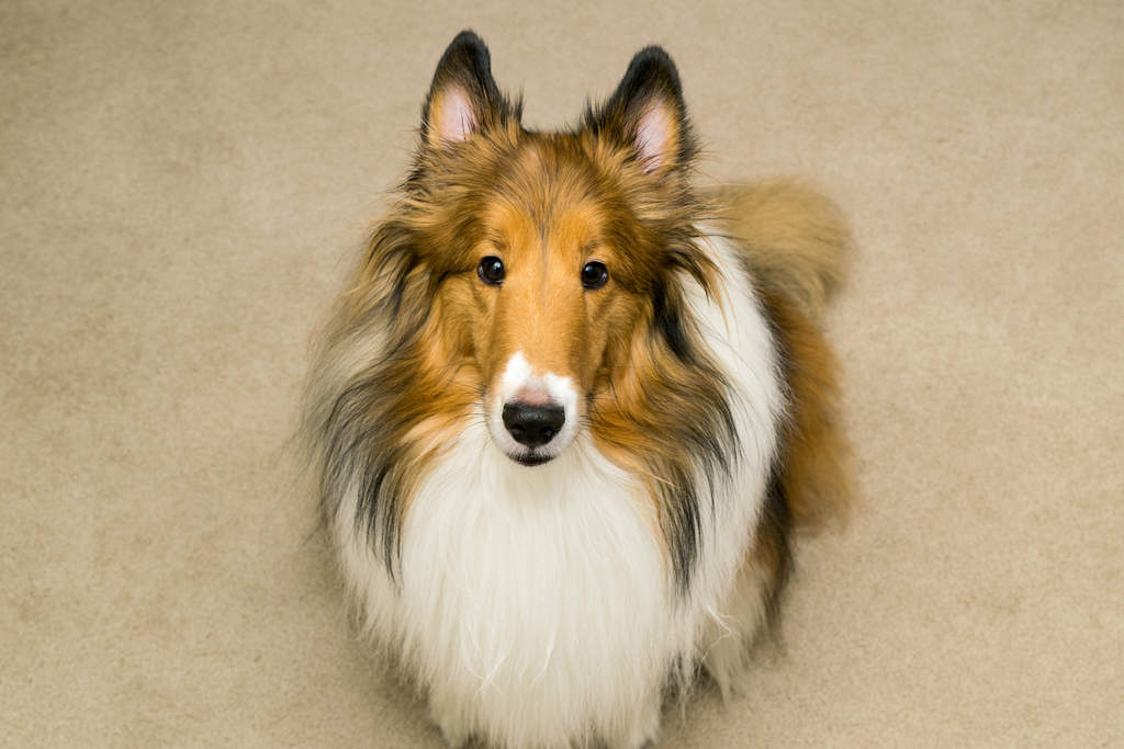 Rough Collie