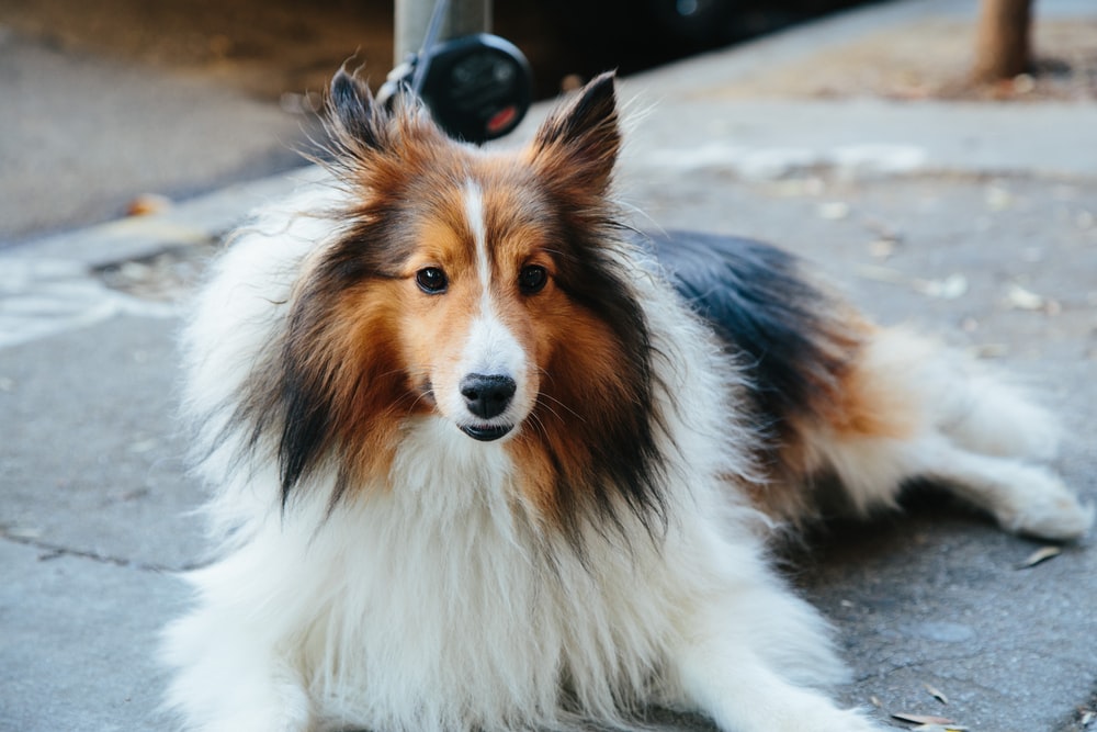 Rough Collie