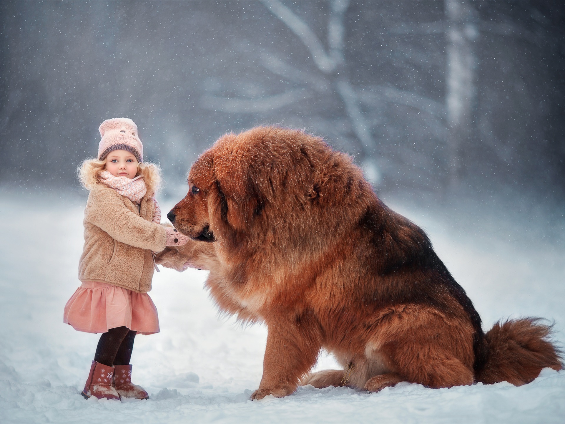 tibetan mastiff ngao tay tan pet nha trang 5