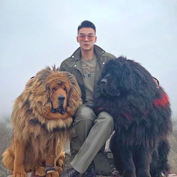 tibetan mastiff ngao tay tan pet nha trang 5