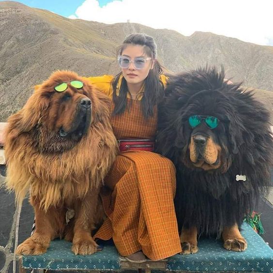 tibetan mastiff ngao tay tan pet nha trang 5