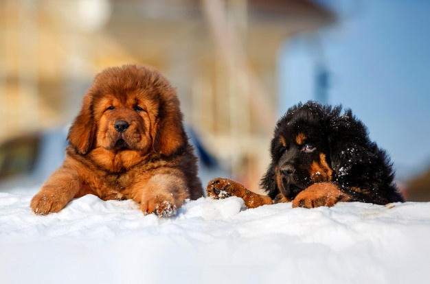 tibetan mastiff ngao tay tan pet nha trang 5