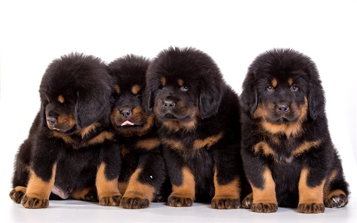 tibetan mastiff ngao tay tan pet nha trang 5