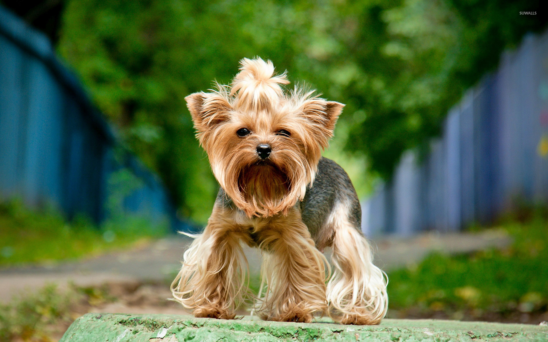 yorkshirskiy-terer-pet-nha-trang-2