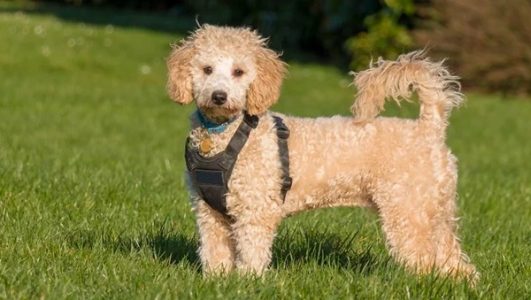 5 kinh nghiệm phối giống chó Poodle cái đúng ngày