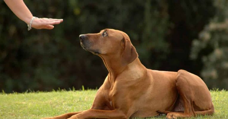 Cách huấn luyện chó nghe lời và cắn yêu