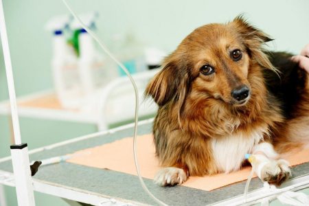 Bệnh Parvovirus ở chó: Phác đồ chữa trị nhanh tại nhà