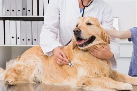 Bệnh Care ở chó: Chữa bây giờ hoặc không bao giờ