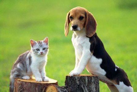 15 điều cần biết trước khi nhận nuôi chó mèo về nhà