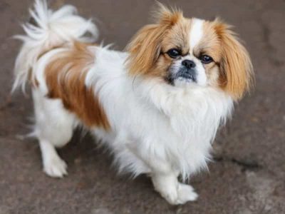 2 cách đơn giản phân biệt chó Bắc Kinh và chó Nhật