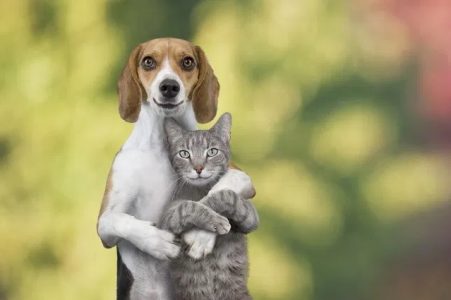 Ngăn chặn hành vi chó mèo đánh nhau đúng cách