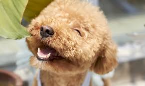 3 cách phối giống chó Poodle theo bảng màu lông