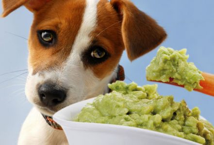 30 loại thực phẩm nguy hiểm cho chó khó lường