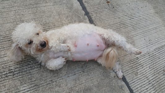 6 lưu ý chăm sóc chó Poodle mang thai và sinh sản