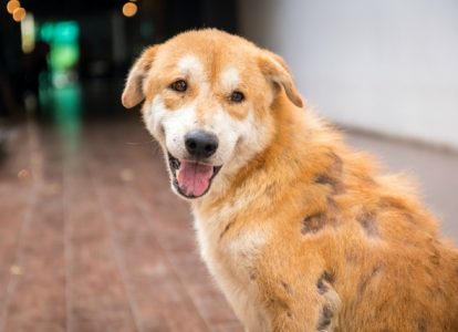 6 nguyên nhân khiến chó con bị rụng lông nhiều