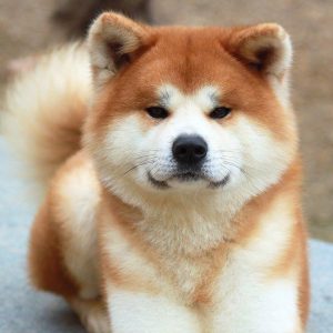 Giống chó Akita Inu: vẻ đẹp thần thái thượng thừa