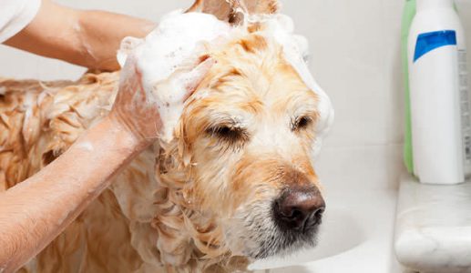 Cách tắm cho chó con hết mùi hôi và an toàn