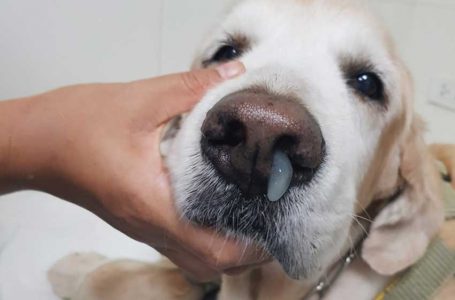 Chó bị chảy nước mũi sốt thở khò khè rất nguy hiểm