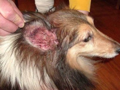 Chẩn đoán và chữa bệnh chó bị viêm tai ngoài