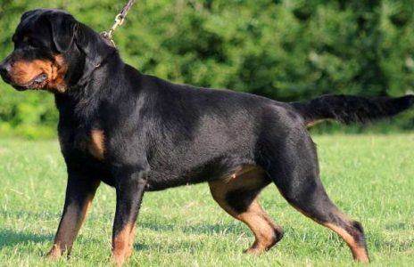 Các giải thi đấu Dog Show Rottweiler trên thế giới