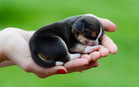 Cách chăm sóc chó con 1 tháng tuổi đúng chuẩn