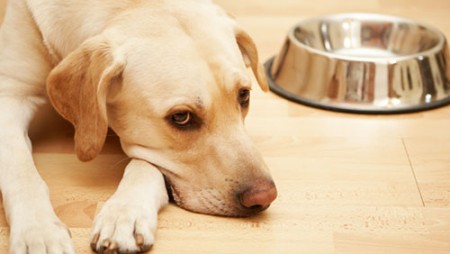 Cách chữa bệnh chó bị viêm dạ dày ruột cấp tính