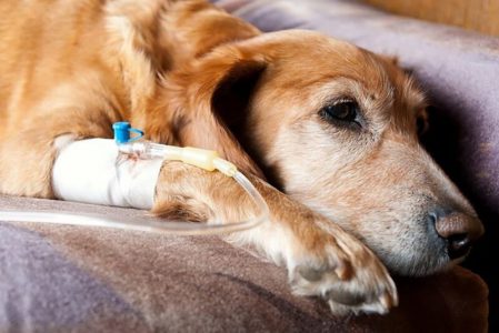 Cách chữa bệnh chó bị viêm đường ruột xuất huyết