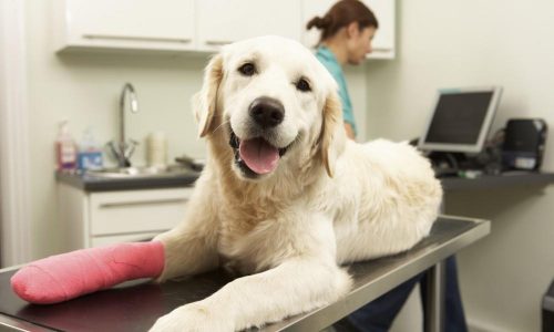 Cách chữa trị khi chó bị trật khớp xương bánh chè