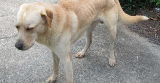 Cách chữa xoắn khuẩn gây bệnh Lepto ở chó mèo